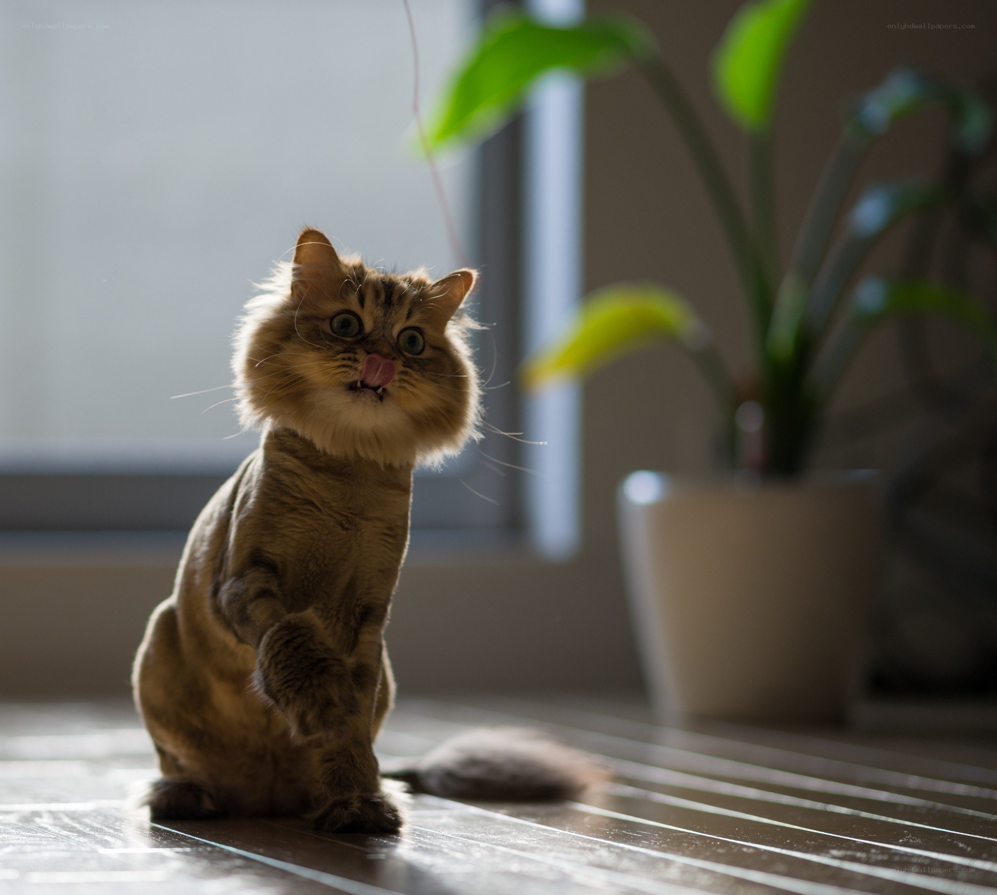 fluffy cat licking its lips