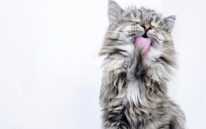 fluffy cat licking its nose