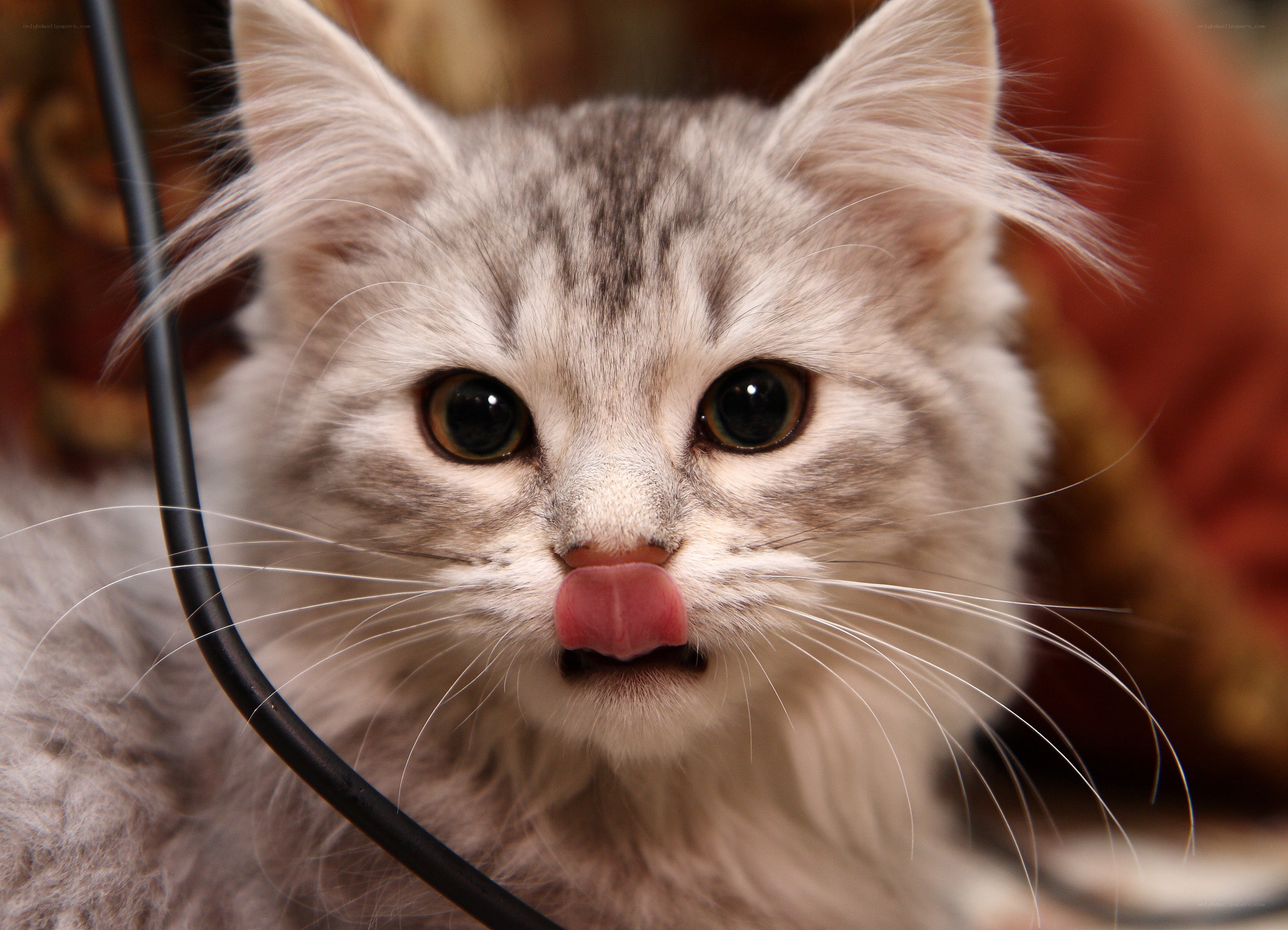 fluffy cat licking its nose