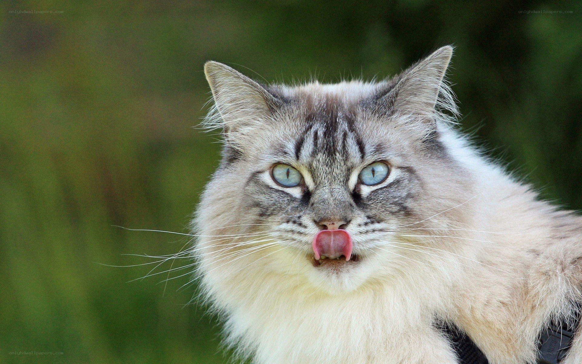 fluffy cat licking its nose