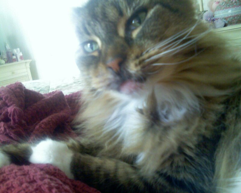 fluffy cat licking itself