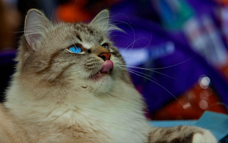 Fluffy Cat Licking Nose — Brown