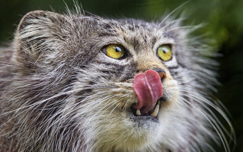 Fluffy Cat Licking Nose — Gray