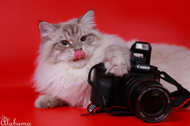 Fluffy Cat Licking Nose — Red