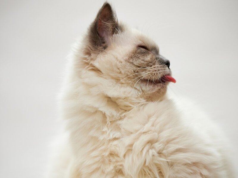 Fluffy Cat Licking Nose — White, Calm, Photograph