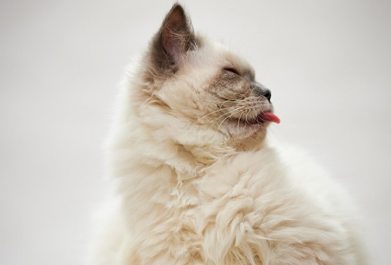 Fluffy Cat Licking Nose — White, Calm, Photograph, Tongue, Gray