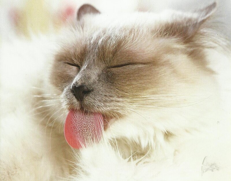 Fluffy Cat Licking Nose — White, Calm, Photograph, Tongue