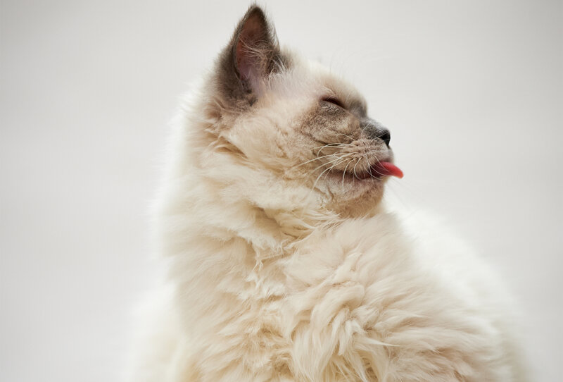 Fluffy Cat Licking Nose — White, Calm