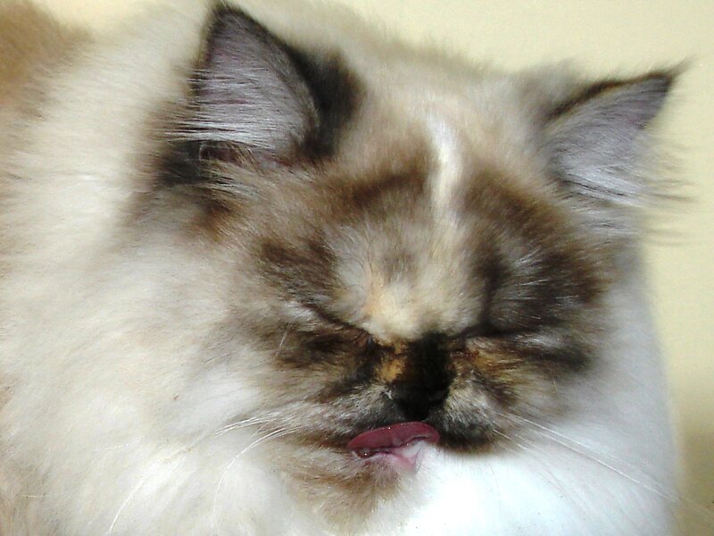 Fluffy Cat Licking Nose — White