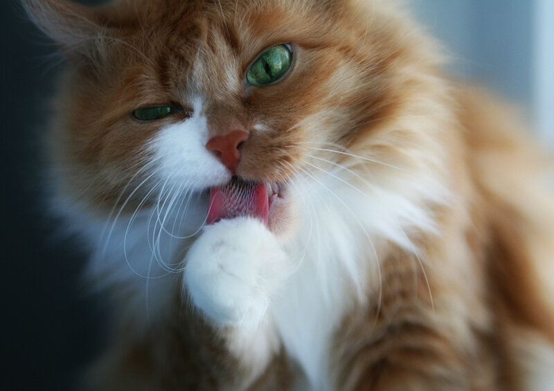 fluffy cat licking paw