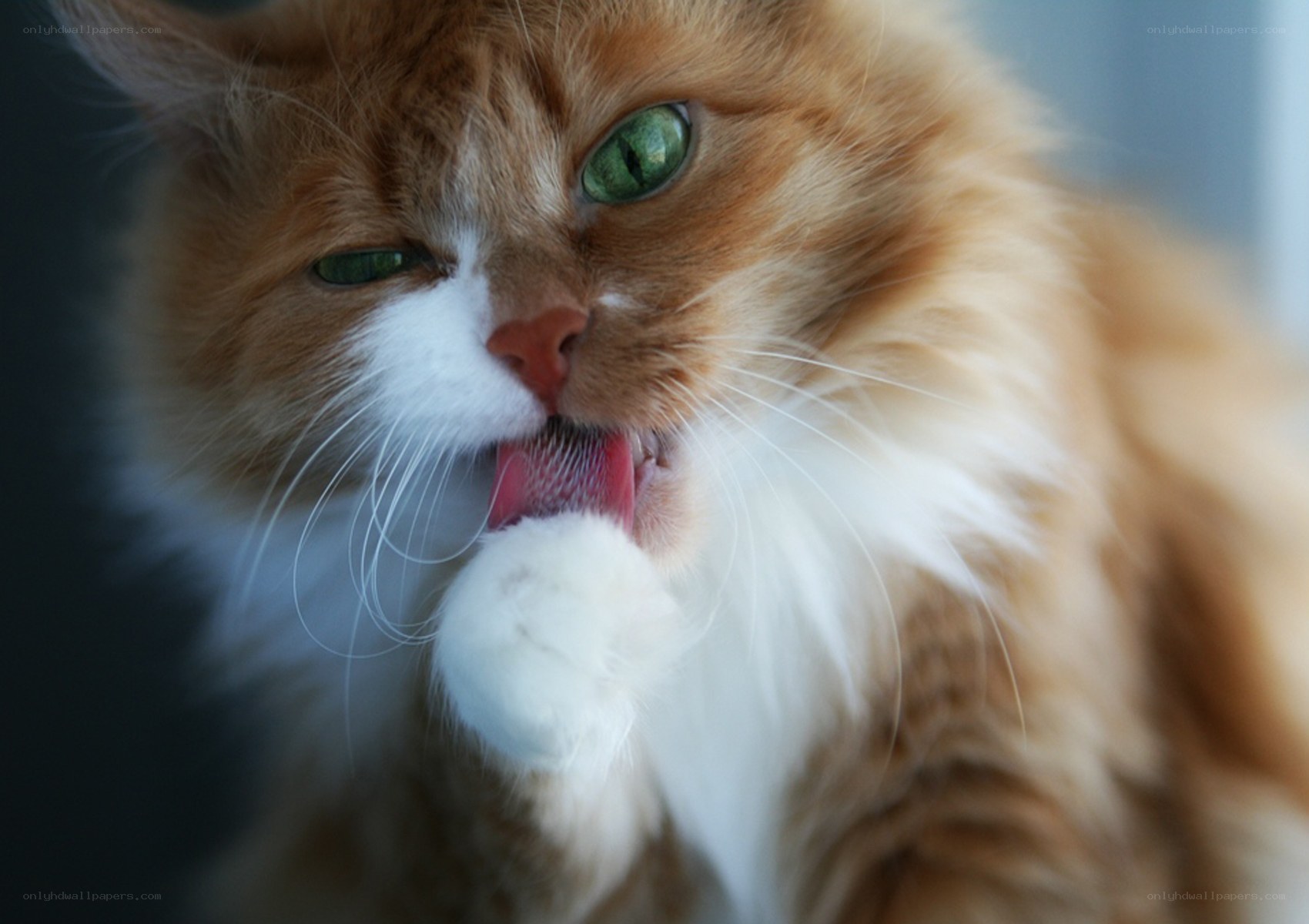 fluffy cat licking paw