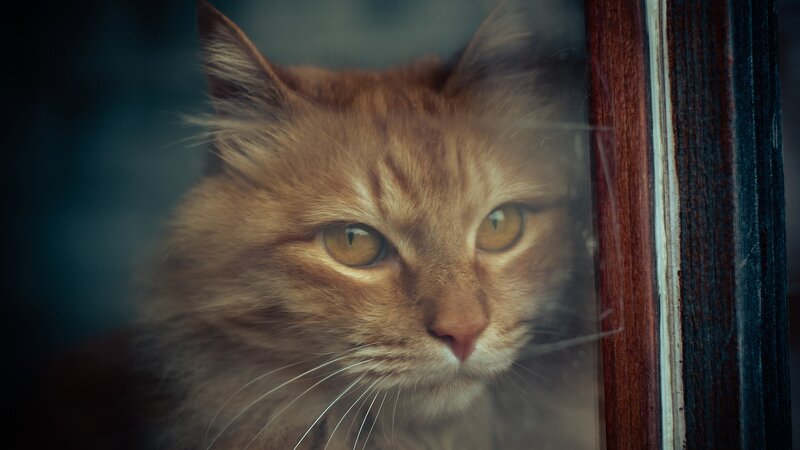 fluffy cat looking through window