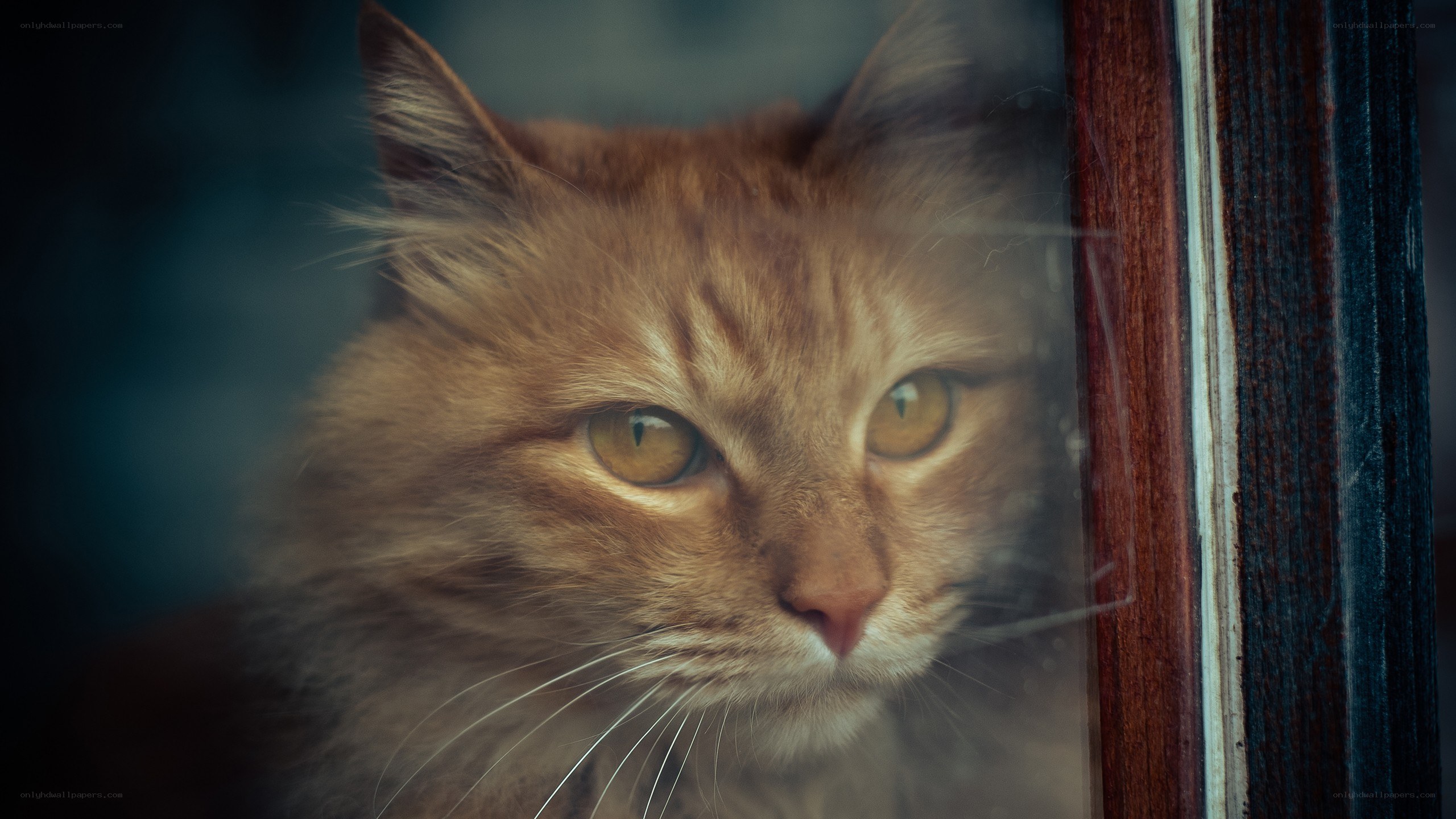 fluffy cat looking through window