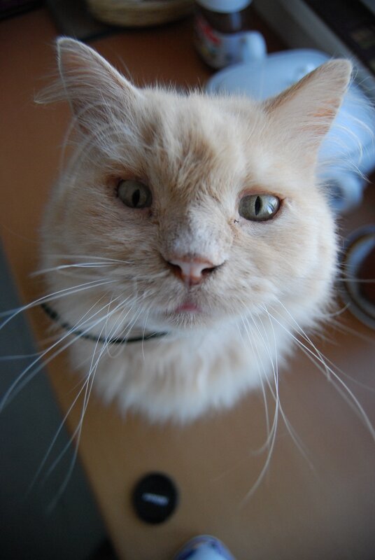 fluffy cat looking up