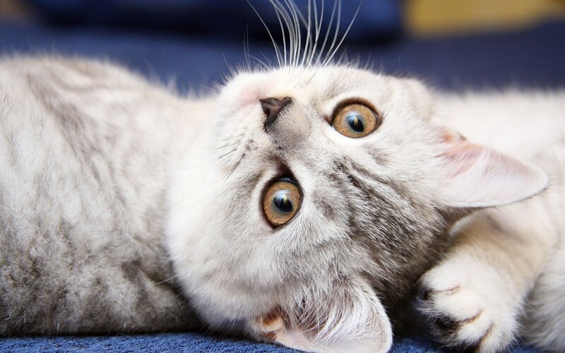 fluffy cat looking up