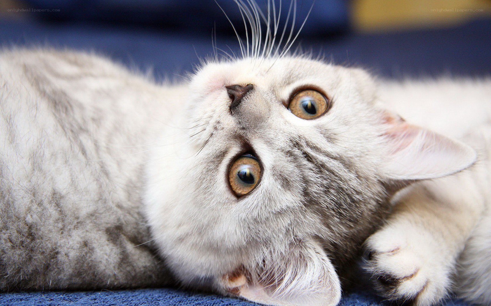 fluffy cat looking up