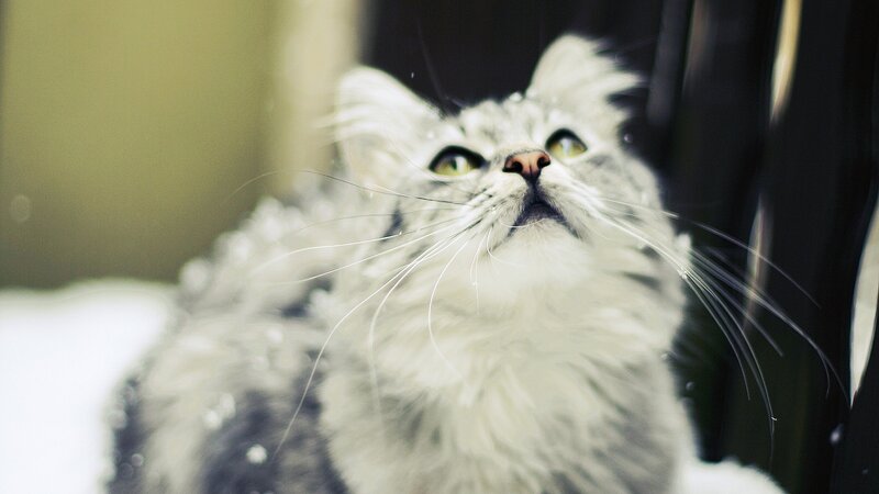 fluffy cat looking up