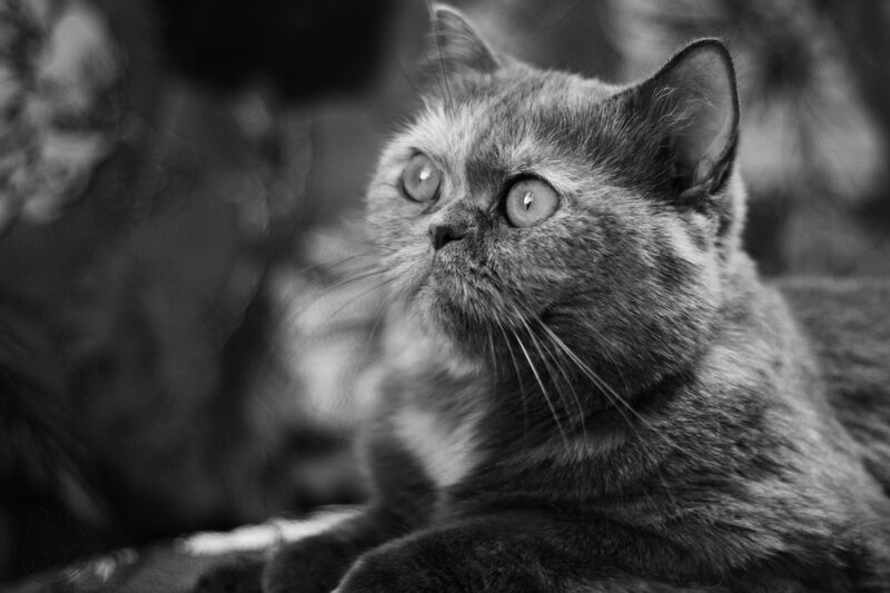 Fluffy Cat Looking Up — Black, Curious