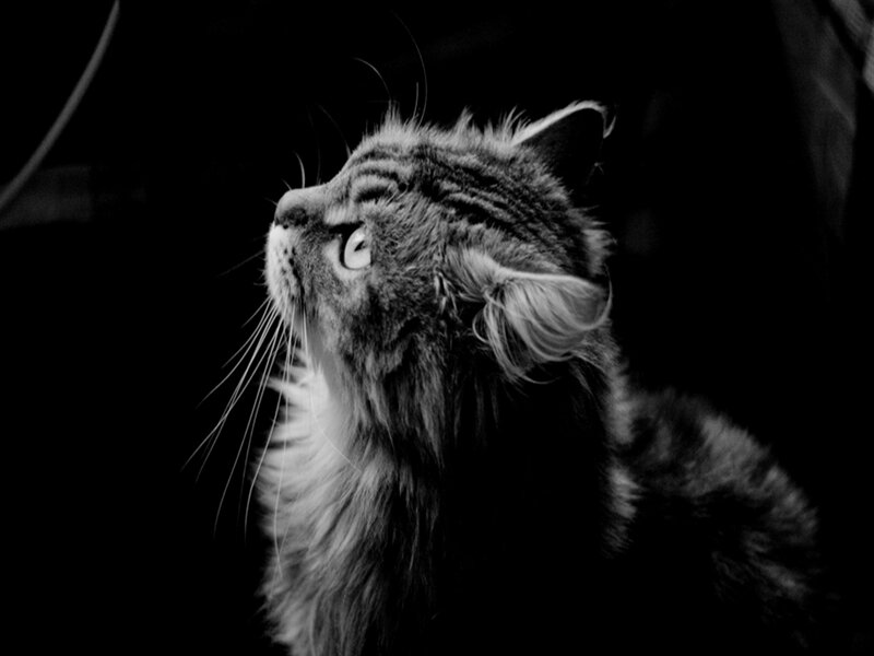 Fluffy Cat Looking Up — Black, Dramatic