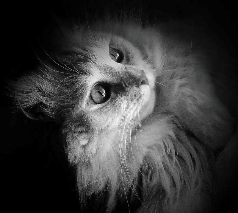 Fluffy Cat Looking Up — Black
