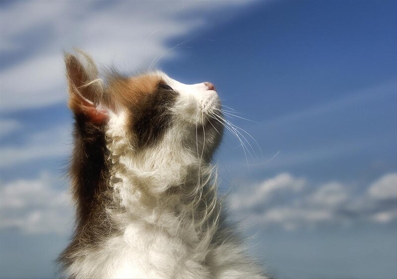 Fluffy Cat Looking Up — Blue