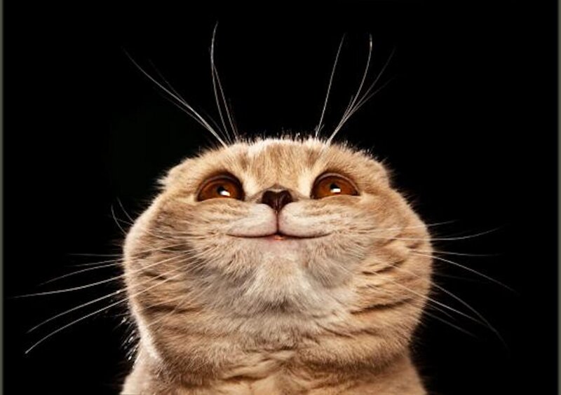 Fluffy Cat Looking Up — Brown, Curious