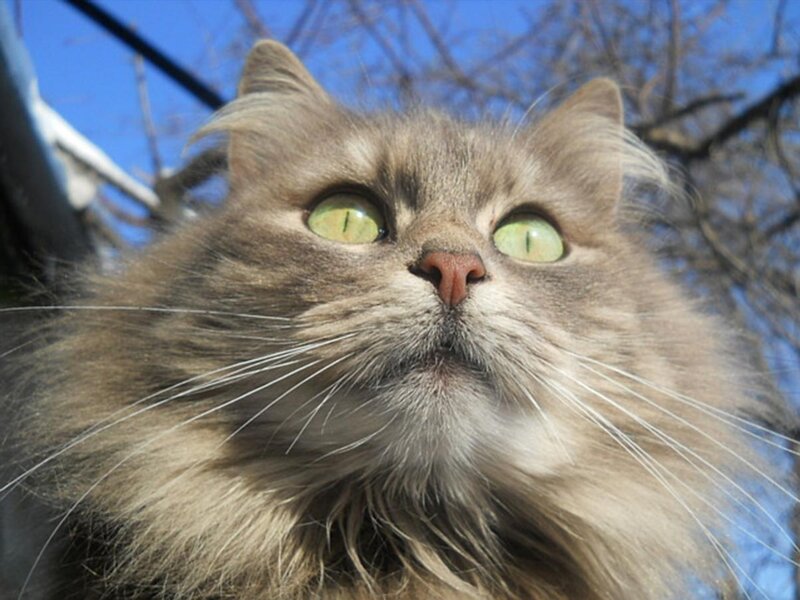 Fluffy Cat Looking Up — Brown