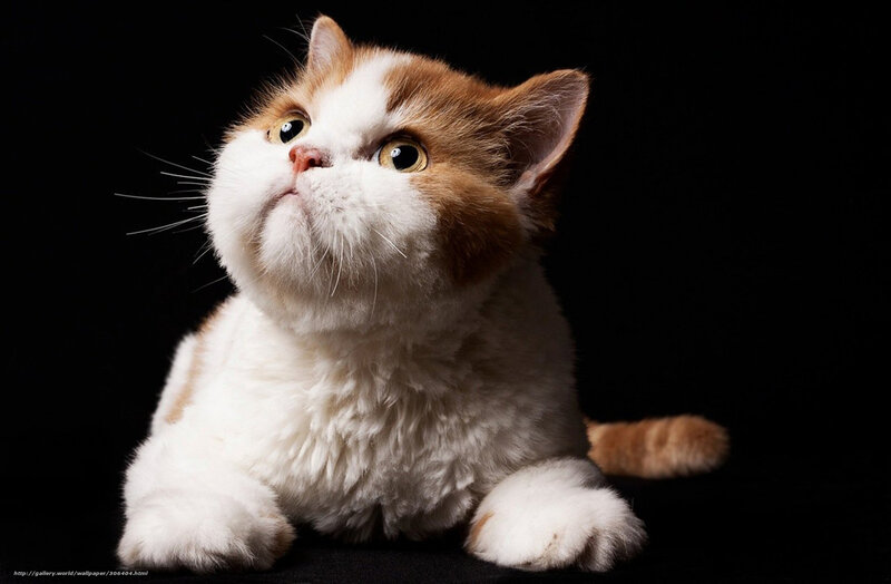 fluffy cat looking up