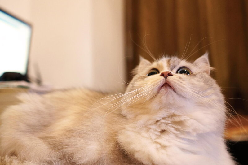 Fluffy Cat Looking Up — White, Calm