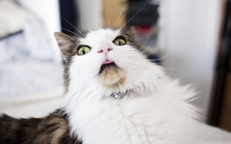 Fluffy Cat Looking Up — White, Curious
