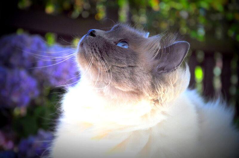 Fluffy Cat Looking Up — White, Serene