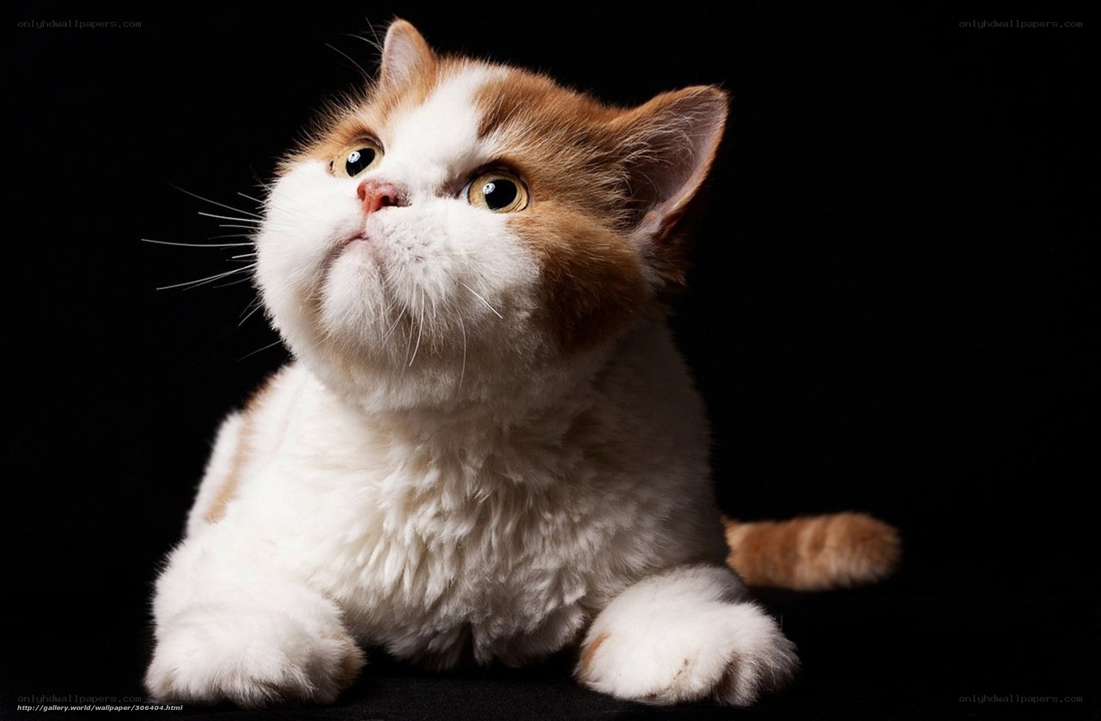 fluffy cat looking up