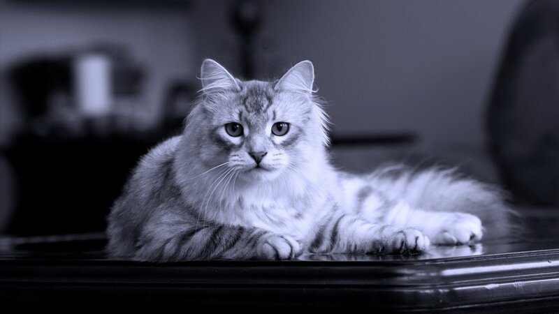 fluffy cat lying down