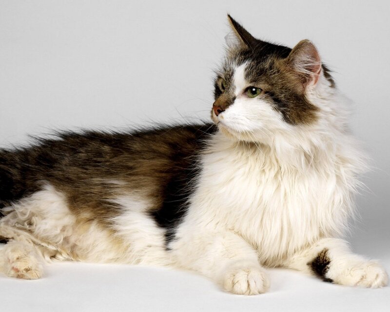 fluffy cat lying down