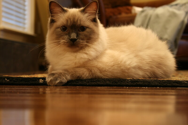 Fluffy Cat Lying Down — Beige