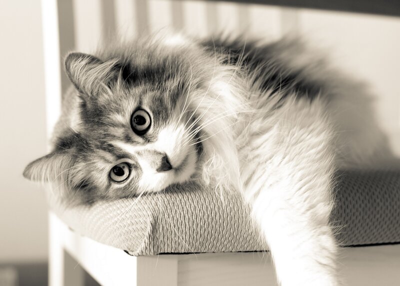 Fluffy Cat Lying Down — Black, Calm, Photograph, Chair