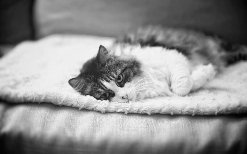 Fluffy Cat Lying Down — Black, Calm, Photograph