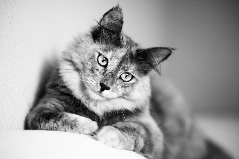 Fluffy Cat Lying Down — Black, Calm, Photograph, Wall