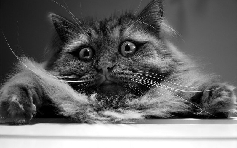 Fluffy Cat Lying Down — Black, Calm, Photograph, Whiskers