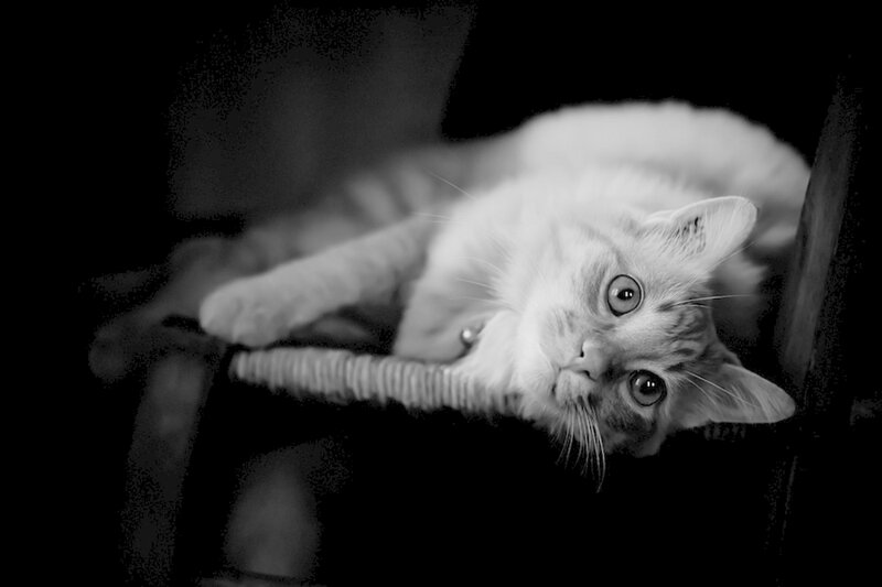 Fluffy Cat Lying Down — Black, Calm