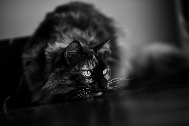 Fluffy Cat Lying Down — Black, Dramatic, Photograph