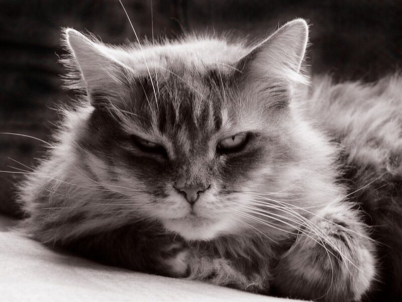 Fluffy Cat Lying Down — Black