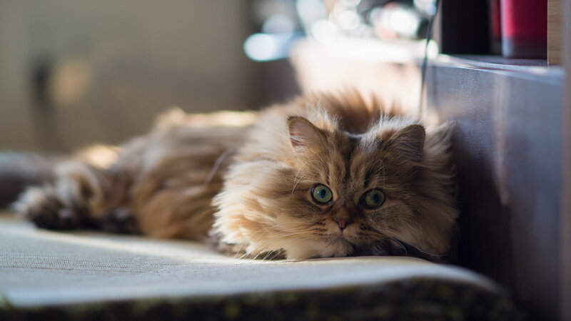 Fluffy Cat Lying Down — Brown, Calm, Afternoon, Photograph, Sunlight