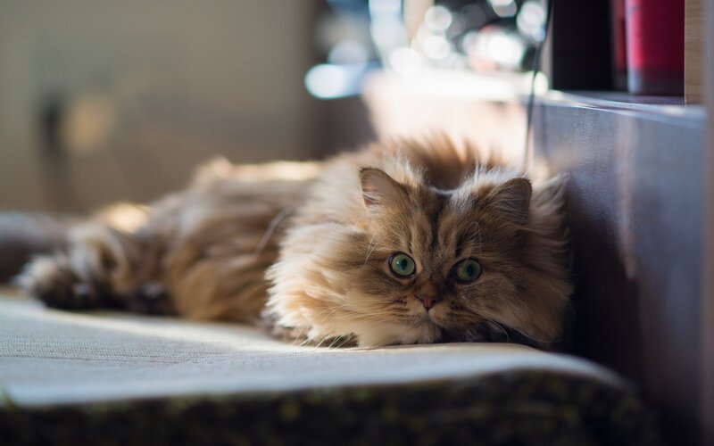 Fluffy Cat Lying Down — Brown, Calm, Afternoon, Photograph