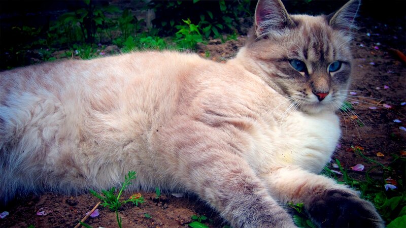 Fluffy Cat Lying Down — Brown, Calm, Afternoon