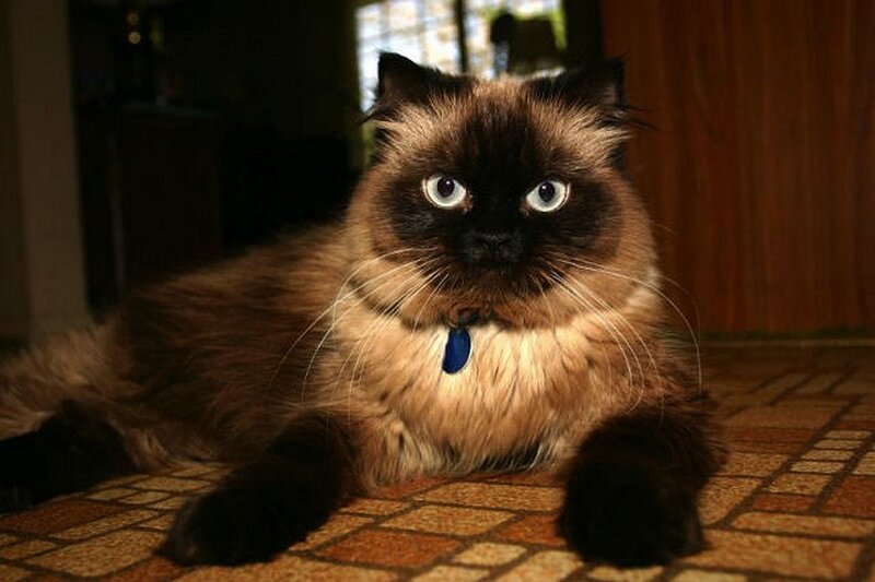 Fluffy Cat Lying Down — Brown, Calm, Photograph, Collar