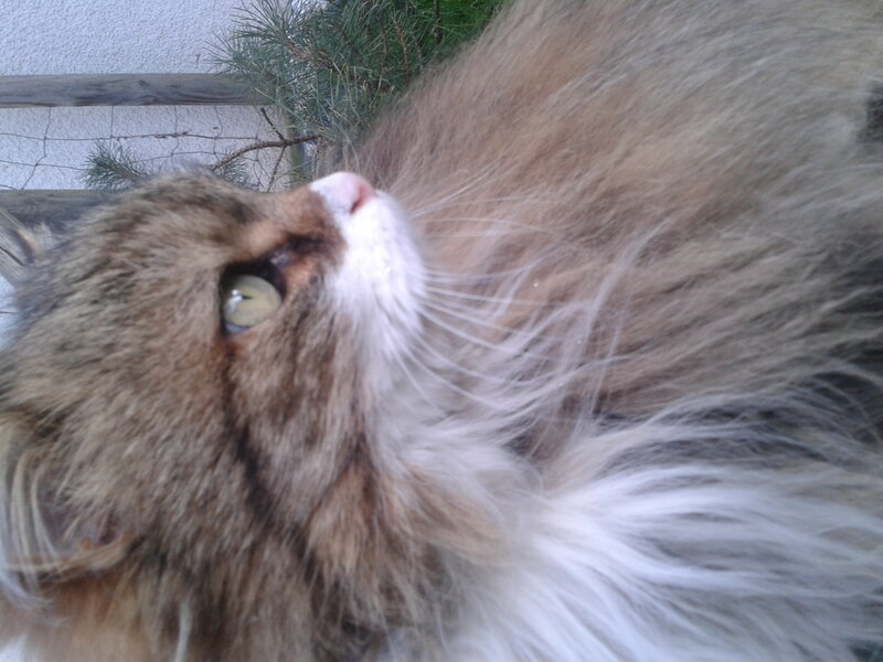 Fluffy Cat Lying Down — Brown, Calm, Photograph, Pine Branch