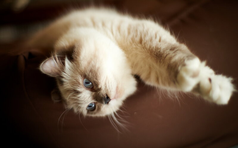 Fluffy Cat Lying Down — Brown, Calm, Photograph