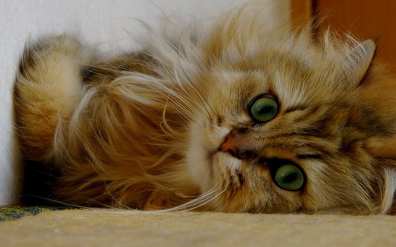 Fluffy Cat Lying Down — Brown, Calm, Photograph, Whiskers