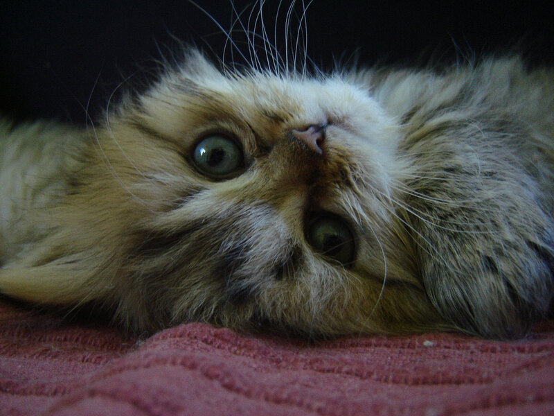 Fluffy Cat Lying Down — Brown, Calm